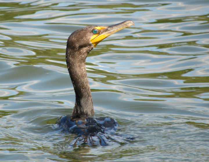 Double-crested Comorant